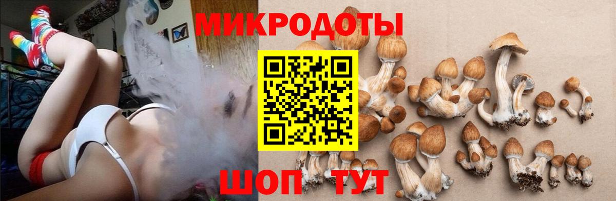 Клинцы  Псилоцибиновые грибы Psilocybe  Вход с VPN 